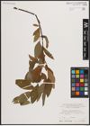 Foto von Salix caprea L. x Salix viminalis L.